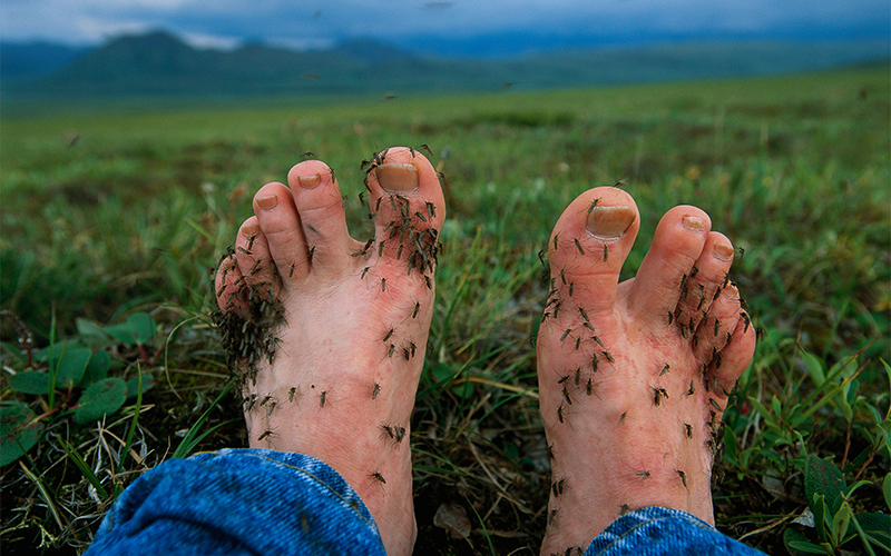 Feet covered with mosquitoes in Alaska's North Slope area. Some people really are mosquito magnets—but experts say there are some science-backed measures you can take to keep the pests at bay.