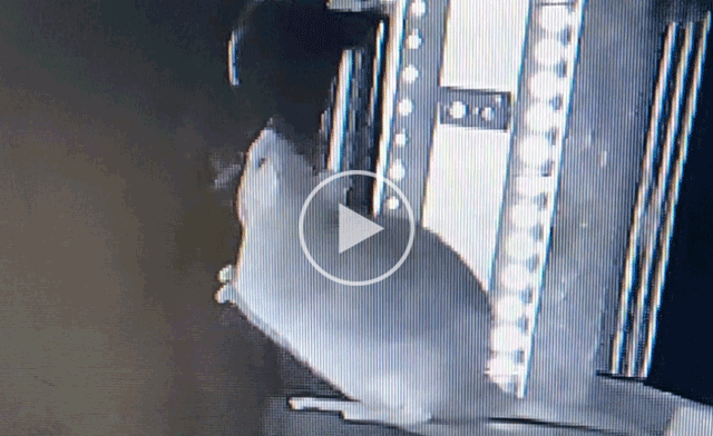 A rat attacks a bat as it flies by in this still image from a video that researchers captured.  