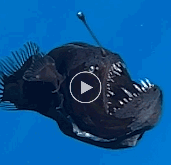 Footage of a black seadevil anglerfish making its way to the ocean's surface.