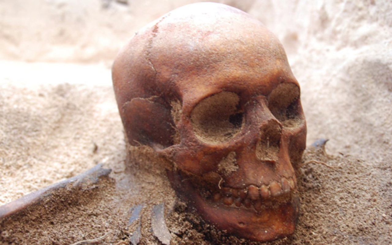 The skull of a Batavia survivor excavated on Beacon Island.