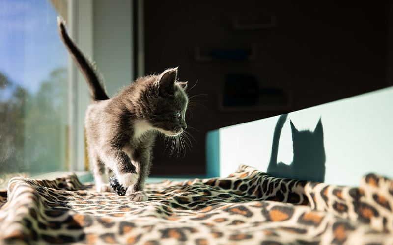 Sugar Pie, a seven-week-old gray-and-white domestic shorthair kitten, investigates her shadow in a sunny window bed. 