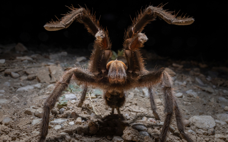 A male tarantula in rears up in a classic defensive display