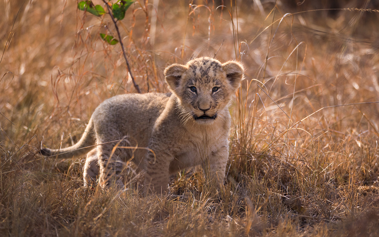 A lion cub at Akagera National Park