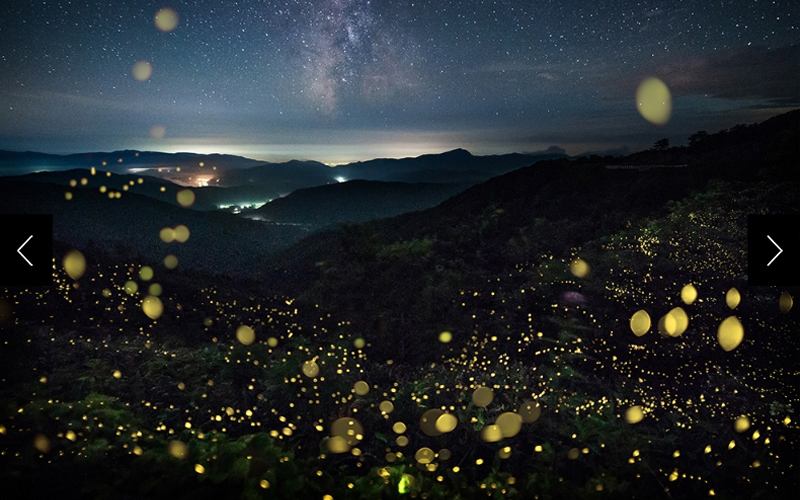 Fireflies hover in the mountains over Yamagata, Japan. Light pollution from cities is one of the greatest threats to the insects’ survival.