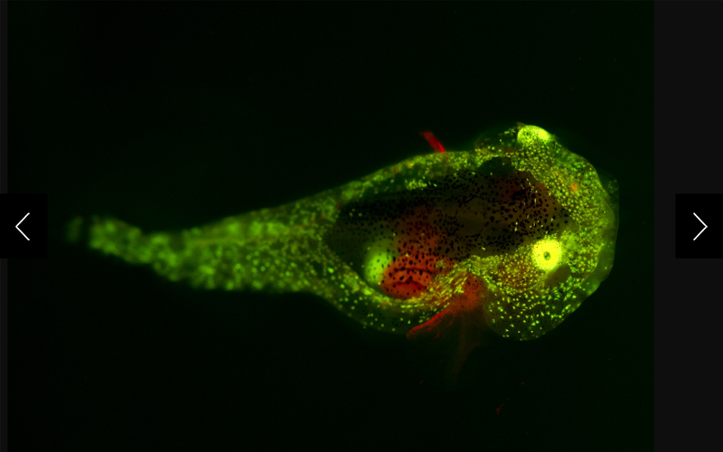 A variegated snailfish, the first species shown to biofluoresce in the Arctic, glows in both green and red, a rare example of multiple fluorescent colors in one animal.