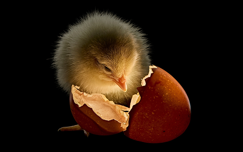 A chick look at its shell 