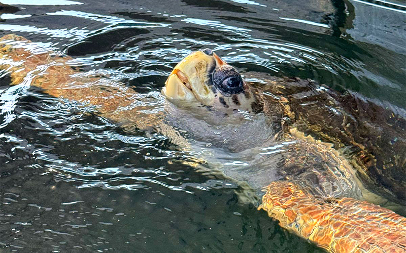 A sea turtle named Jorge sticks his head out of the water.