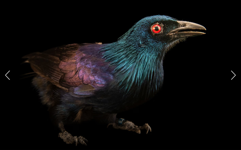 A trumpet manucode, with red eyes and shining purple and blue feathers, is photographed at Port Moresby Nature Park.
