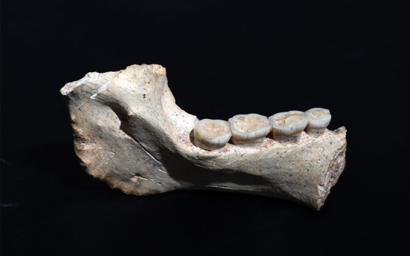 A handful of fossils (including this mandible) found in a cave in Casablanca, Morocco, belong to a previously unknown ancient group of hominins that are shaking up the tale of human origins.