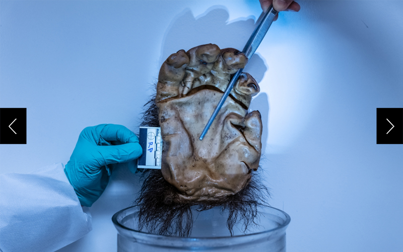 A photograph depicting the hand of a gorilla from the collection of the Natural History Museum being examined by law enforcement to help anti-poaching efforts. 