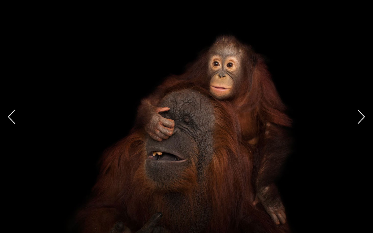 A baby orangutan sits atop her mother, pushing her hand into her mother’s face.