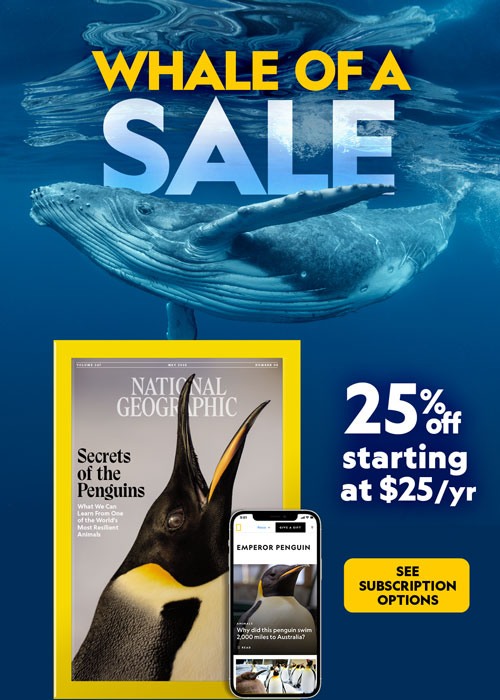 Whale of a Sale: Save 25% on a Nationl Geographic subscription﻿