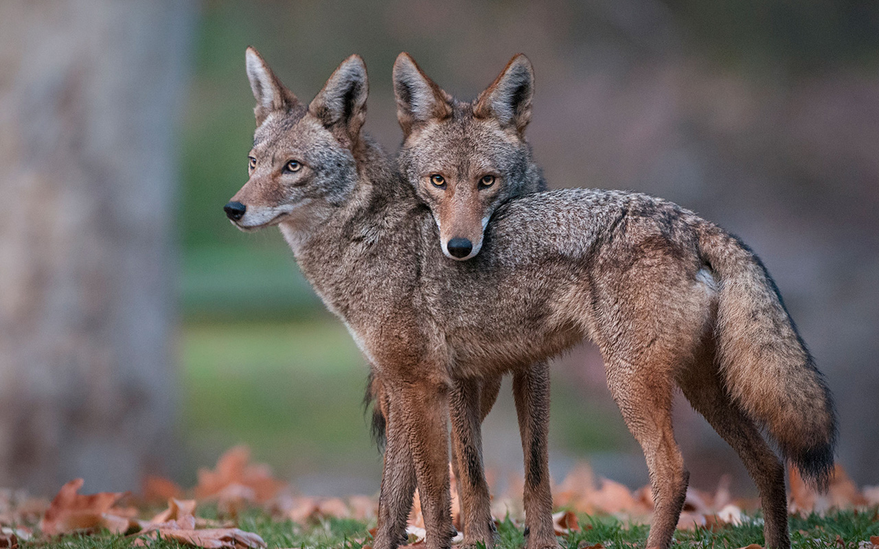 A pair of coyotes