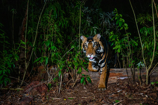 An image of a melanistic tiger