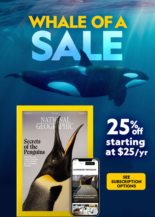 Whale of a Sale: Save 25% on a Nationl Geographic subscription﻿