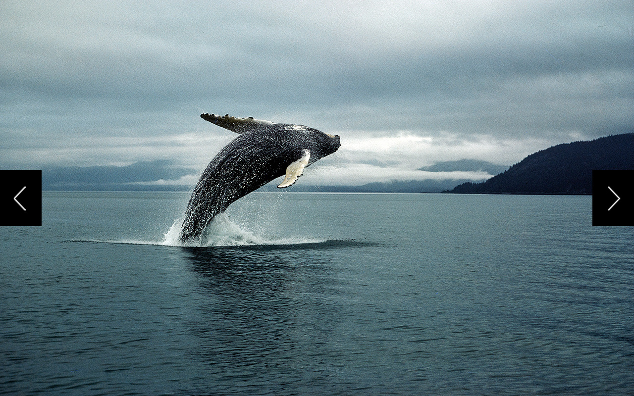 A humpback hurtles skyward, splitting the calm waters of frigid Glacier Bay 