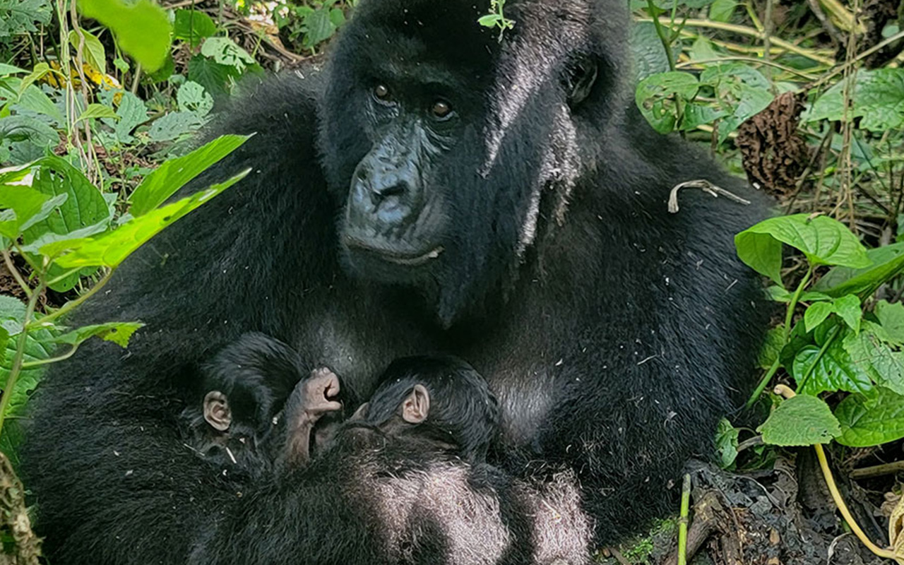 Mafuko, a 22-year-old mountain gorilla, spotted holding twins.