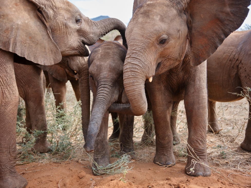 Two older elephants crowd around a baby elephant. 