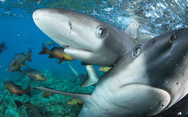 Two Galápagos sharks poke their noses into the camera. 