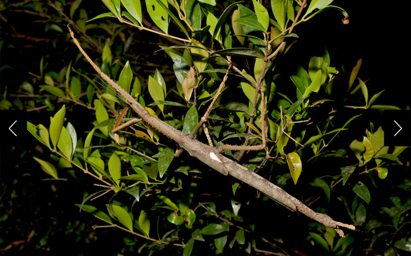 A recently discovered stickbug that is the heaviest known insect in Australia.