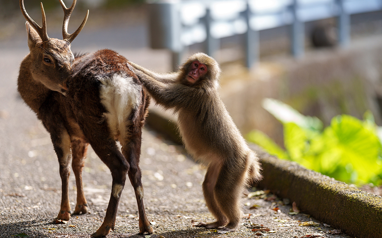 A female macaque prepares to mount a sika deer in November 2023 on Yakushima Island in Japan. 