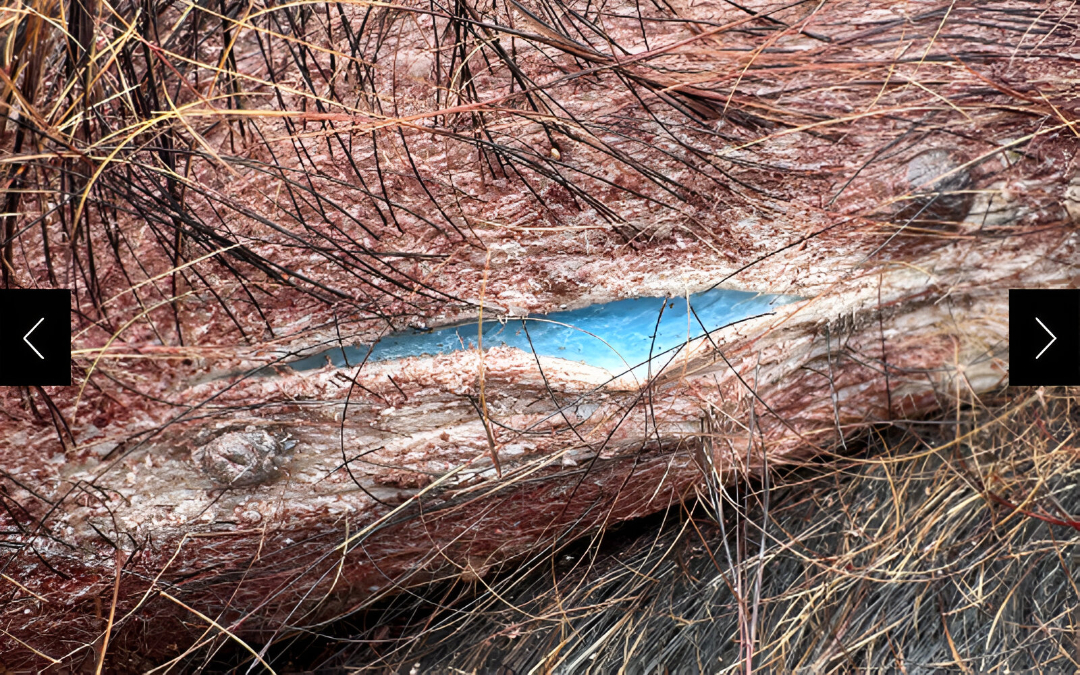 The bright blue flesh of California pigs