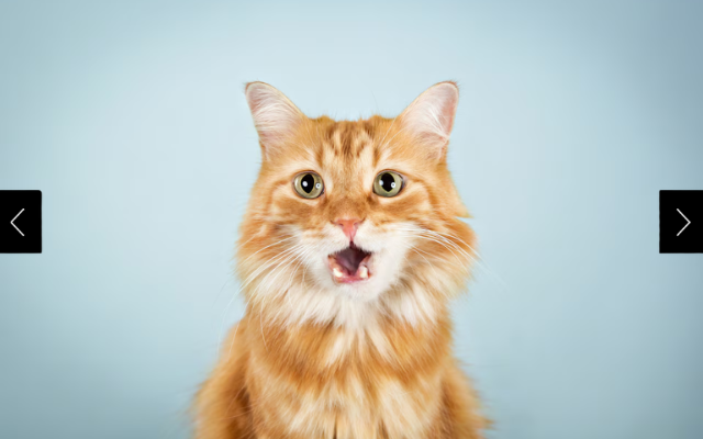 An orange cat