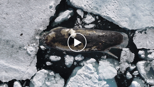  A polar bear scavenging on a dead sperm whale