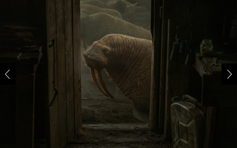 A walrus is seen through a doorway. 
