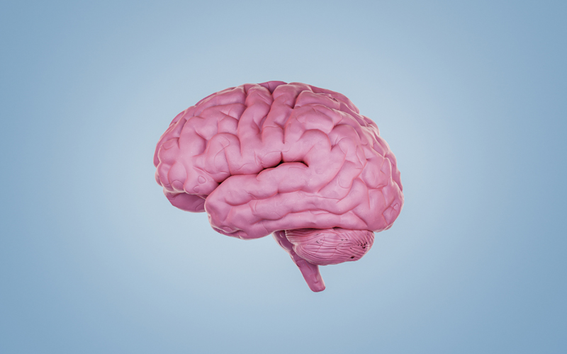 An illustration of a brain