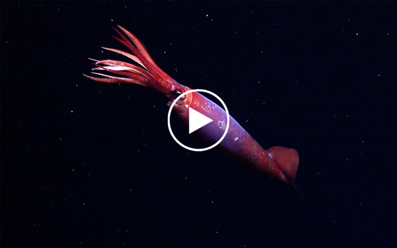 Video still of an elusive red and purple squid called Gonatus antarcticus in the deep sea near Antarctica. 