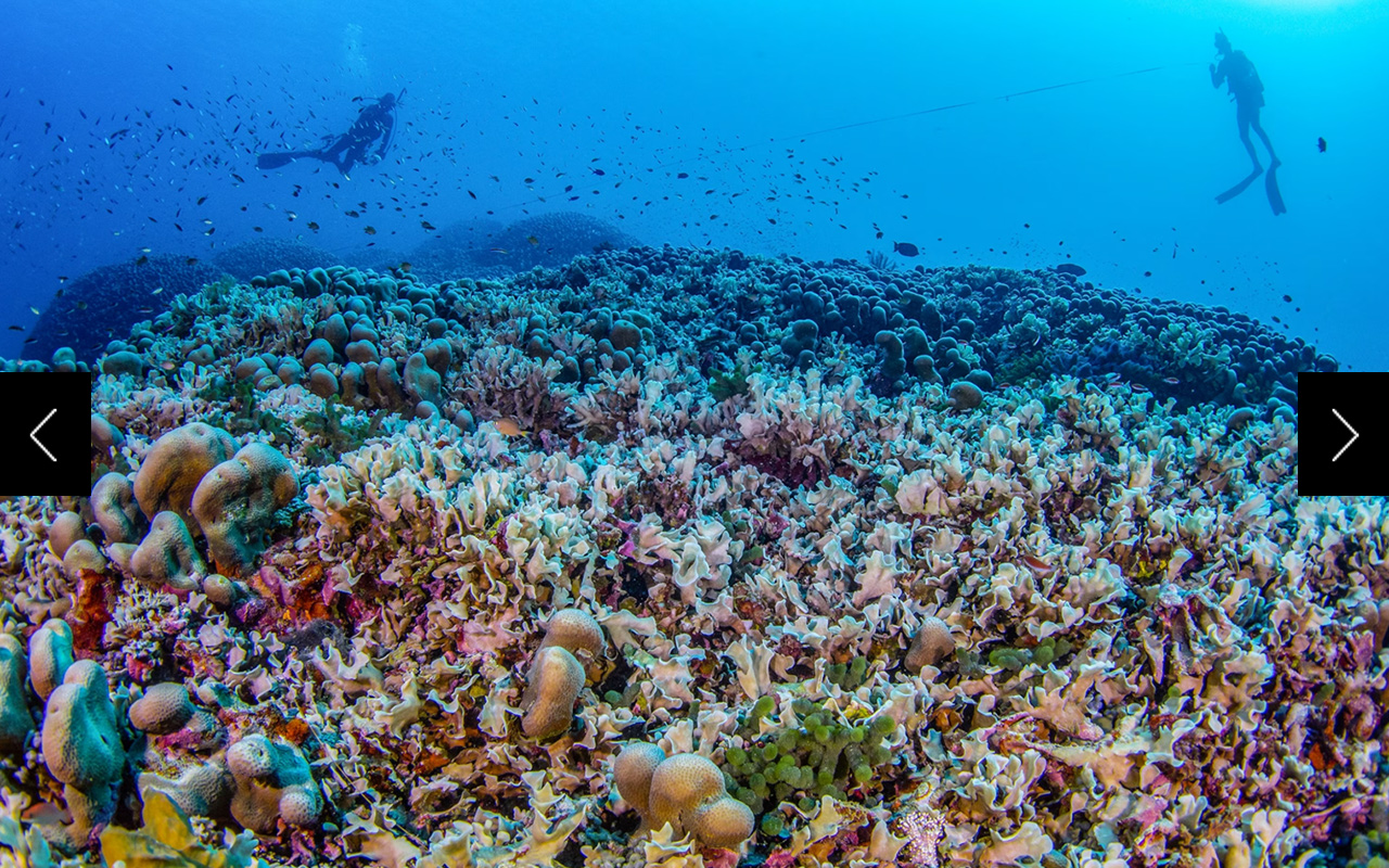 Divers from National Geographic Pristine Seas measure the world’s largest coral colony in the Solomon Islands.