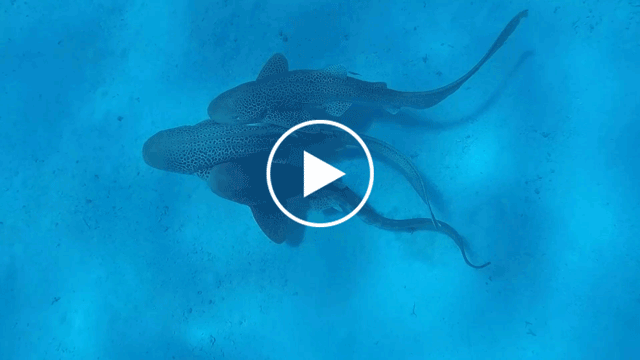 Two Indo-Pacific Leopard sharks males observed mating with a female at a reef off the coast of Noumea, New Caledonia.