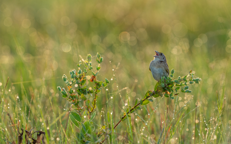 A Florida grasshopper sparrow sings from its perch in the Florida prairie at dawn.
