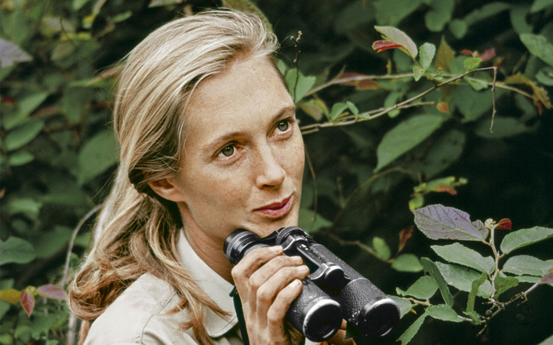 An image of Jane Goodall