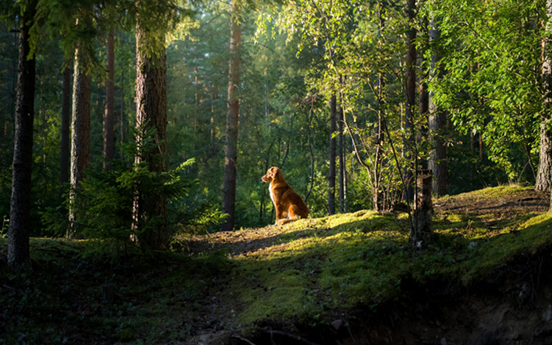 A Nova Scotia duck tolling retriever, a breed of hunting dog, rests in the forest.