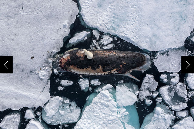 A polar bear rests on a dead sperm whale, surrounded by packed polar ice in the Arctic. 