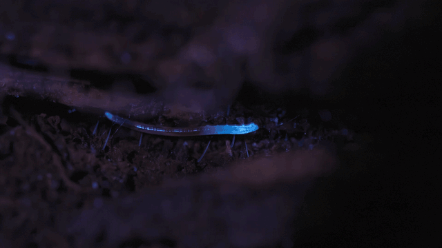 Moving GIF of a glowworm with luminescent blue tips. 