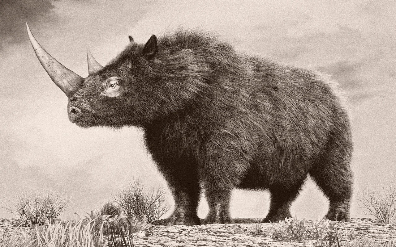 The woolly rhinoceros is an extinct species of rhinoceros that was common throughout Europe and northern Asia during the Pleistocene epoch. 