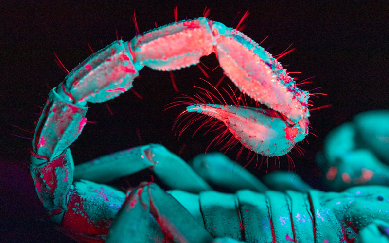 A scorpion tail appears to glow pink and turquoise. 
