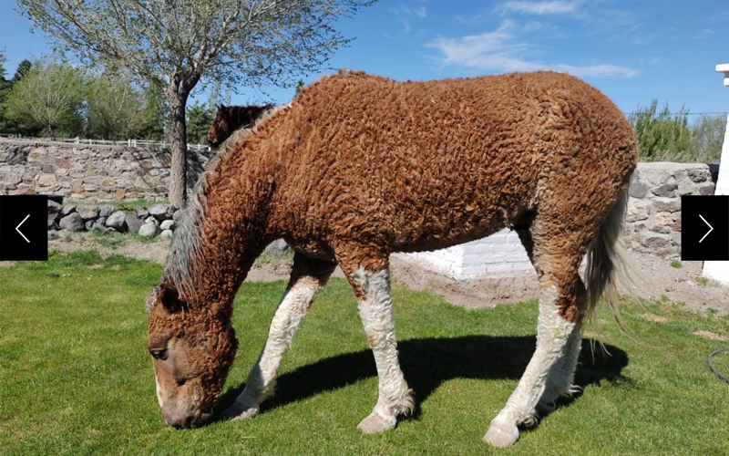 A genetic mutation causes the Argentine Criollo horse to grow curly hair.