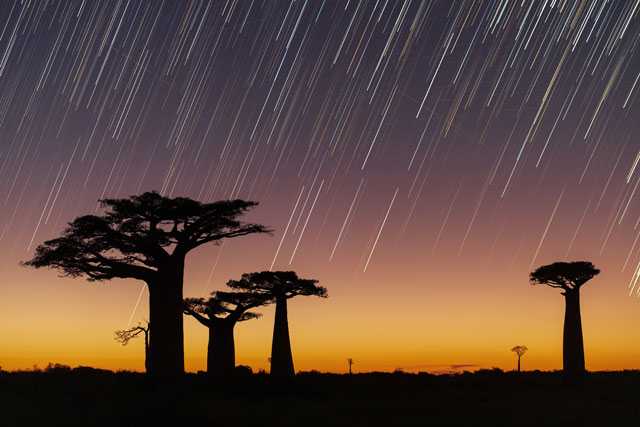Star trails streak across the sky at twilight above a grove of baobab trees in Madagascar