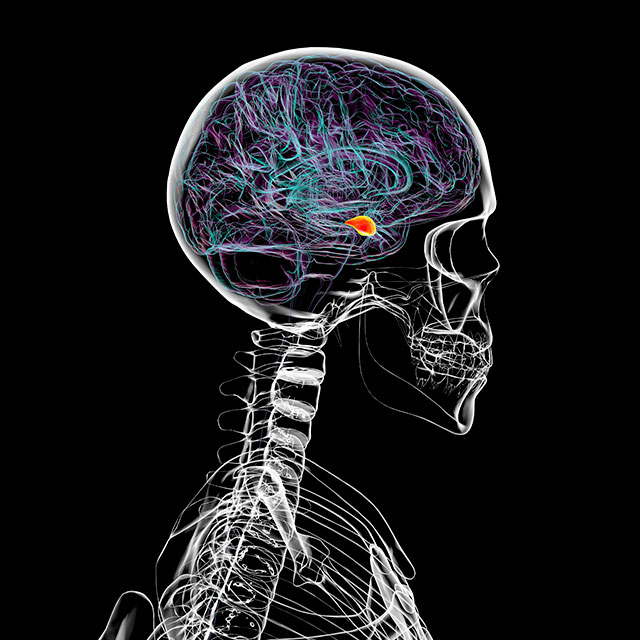 An illustration of the skull with the amygdala shown in orange.