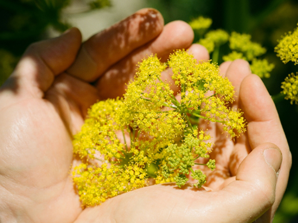 Professor Mahmut Miski cups a handful of flowering Ferula drudeana near Mount Hasan in central Turkey.