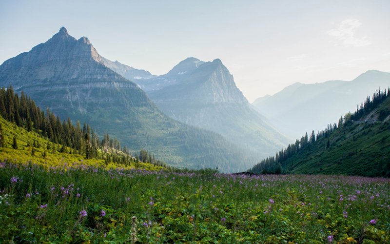 Three mountains are seen in the background while the foreground depicts fields of wildflowers in bloom during spring. 
