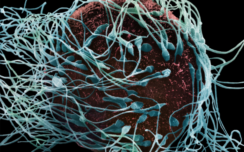 A microscope image of a sperm and egg