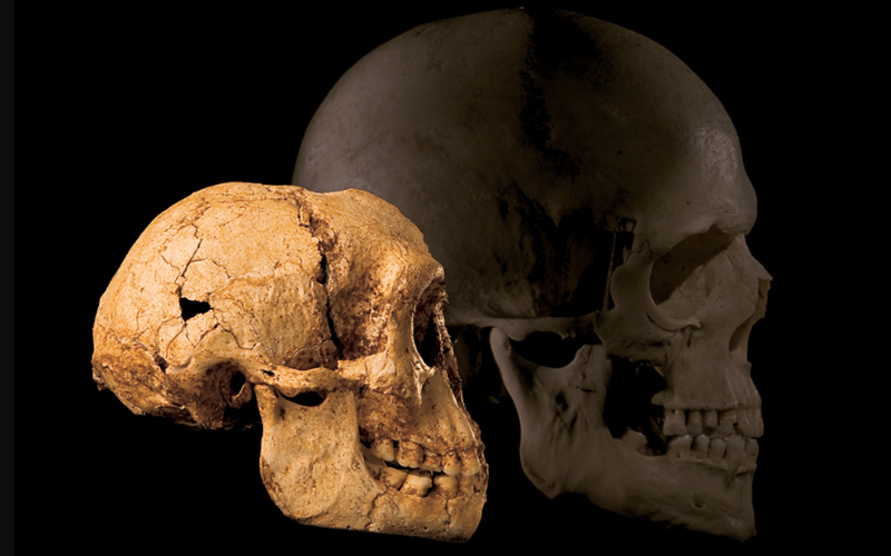 The skull of Homo floresiensis (left) overlayed next to a modern-day human skull (right). 