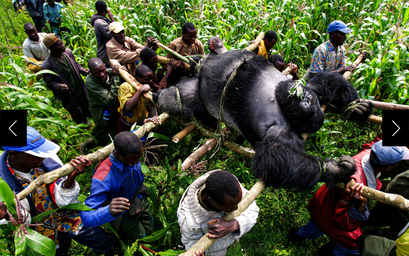 Conservation rangers from a Virunga National Park anti-poaching unit work with locals to evacuate the bodies of nine severely endangered mountain gorillas killed in the park. 