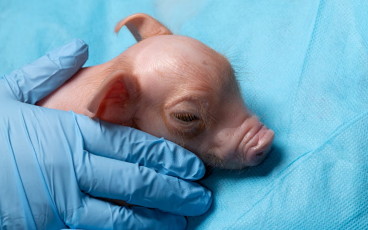 A close-up image of a light pink piglet being held close to the chest of someone in blue scrubs. 