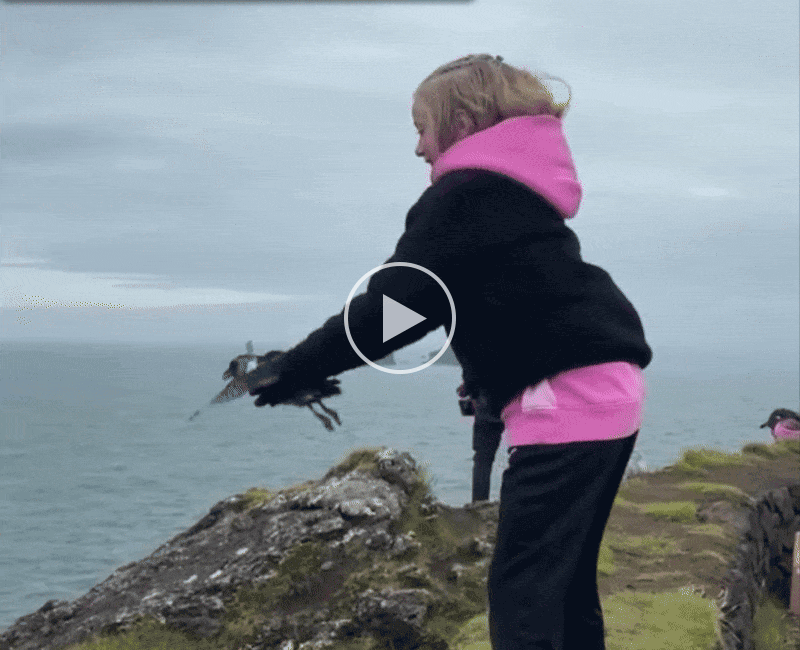 A young girl throws a baby puffin off a cliff.